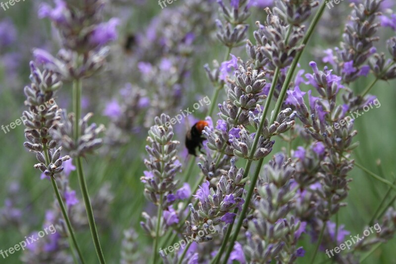 Lavender Insect Fragrance Hummel Free Photos