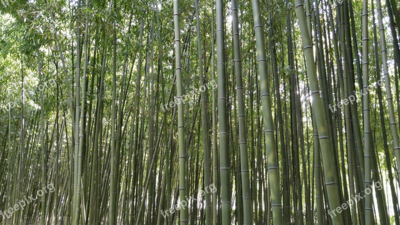 In A Field For Ulsan Bamboo Vs Grove Yang Won-jin