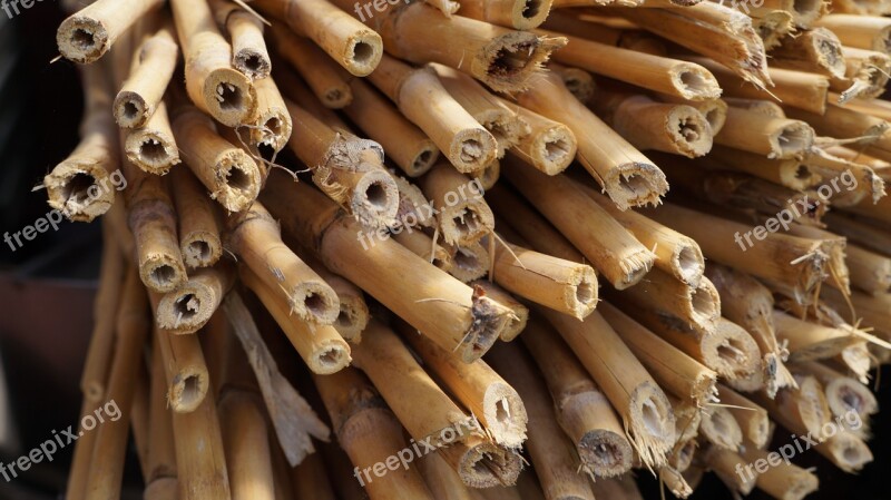 Bamboo Woody Stalk Bamboo Garden Wood