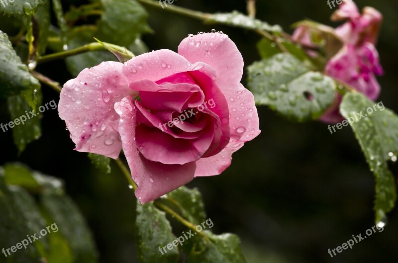 Rose Pink Rose Blossom Bloom Flower