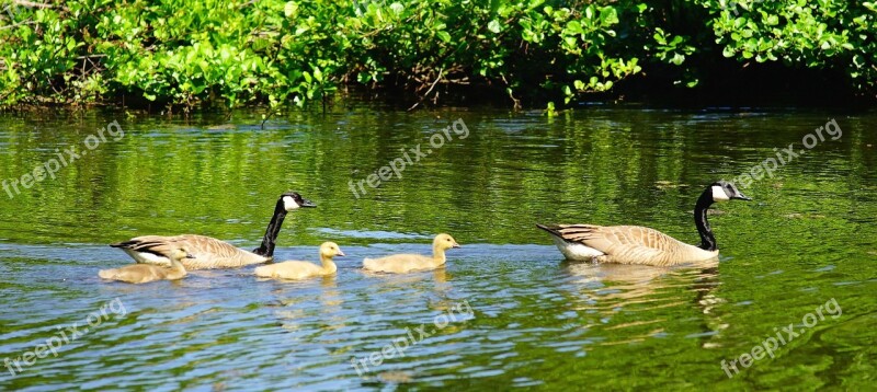 Geese Canada Geese Young Animals Parents Lake