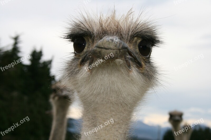 Ostrich Eye Contact Camera Wildlife