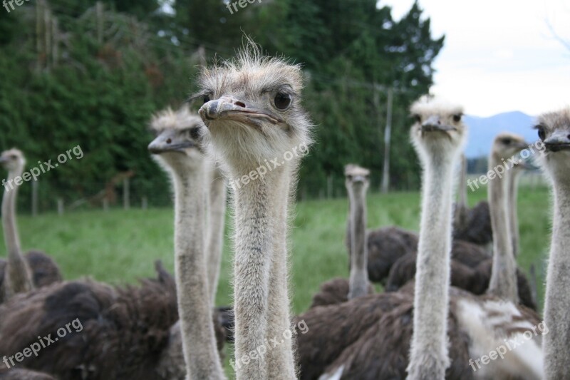 Ostrich Eye Contact Camera Wildlife