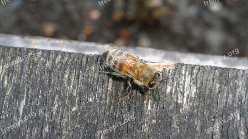 Bee Tame Non-hazardous Free Photos