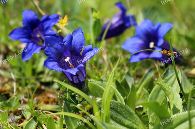 Gentian Mountains Meadow Blue Flower