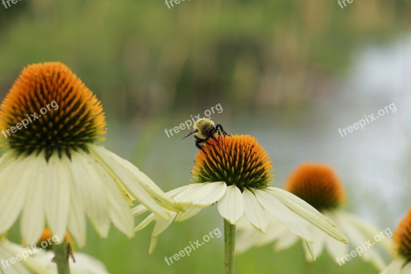 Flowers Insects Foraging Bee Nature