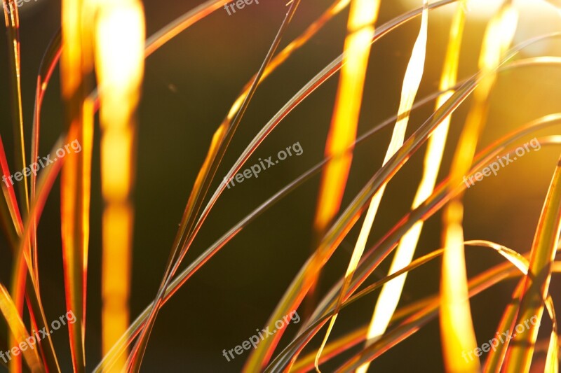 Grass Yellow Exposure Sunlight Sunset