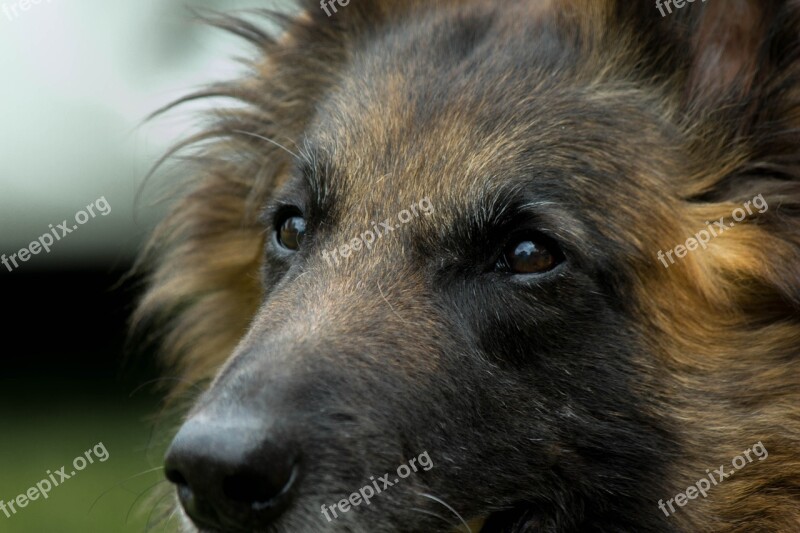 Dog Tervueren Look Belgian Shepherd Long Hair