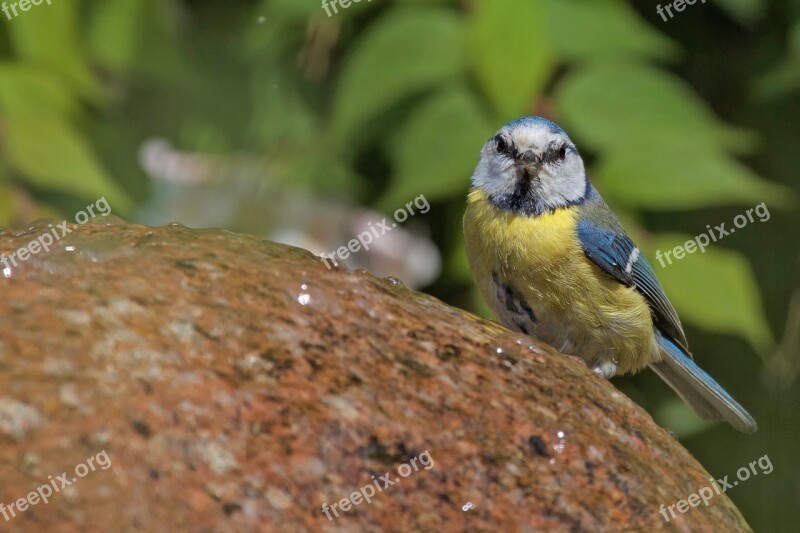 Blue Tit Tit Cyanistes Caeruleus Bird Stone