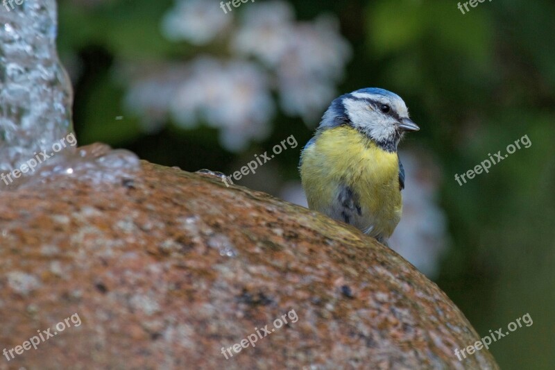 Blue Tit Tit Cyanistes Caeruleus Bird Stone