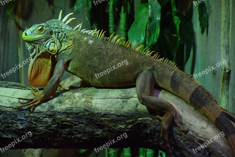 Iguana Exotic Animal Reptile Green Nature