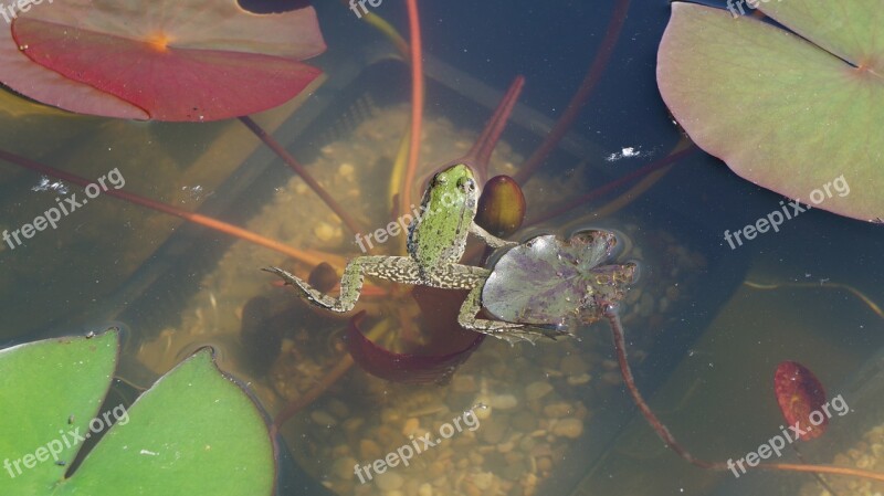 Frog Garden Pond Frog Pond Pond Green