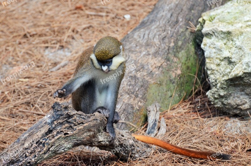 Monkey White-nosed Monkey Monkey-tailed Animal Zoo