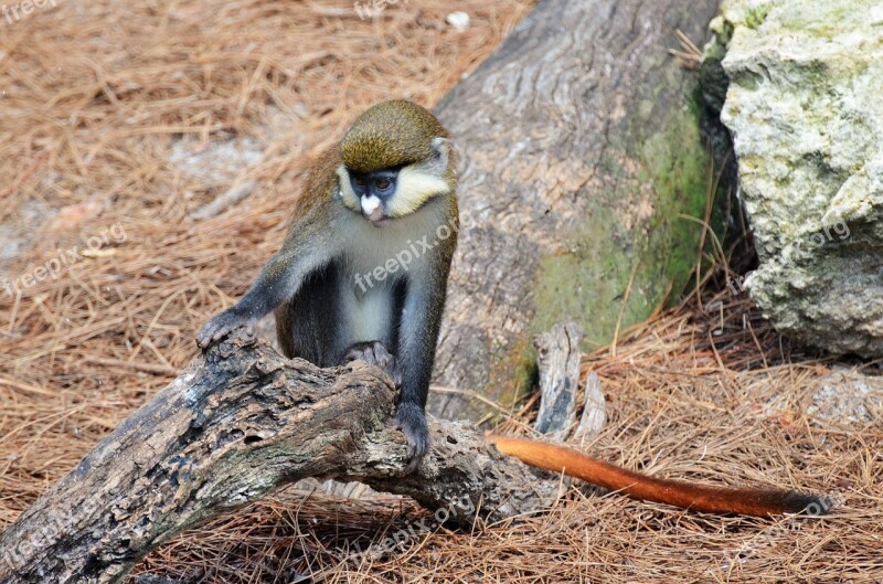 Monkey White-nosed Monkey Monkey-tailed Animal Zoo