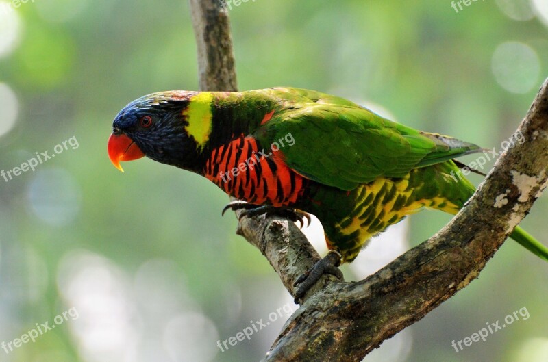 Parakeet Corrugated Bird Colors Animal Nature