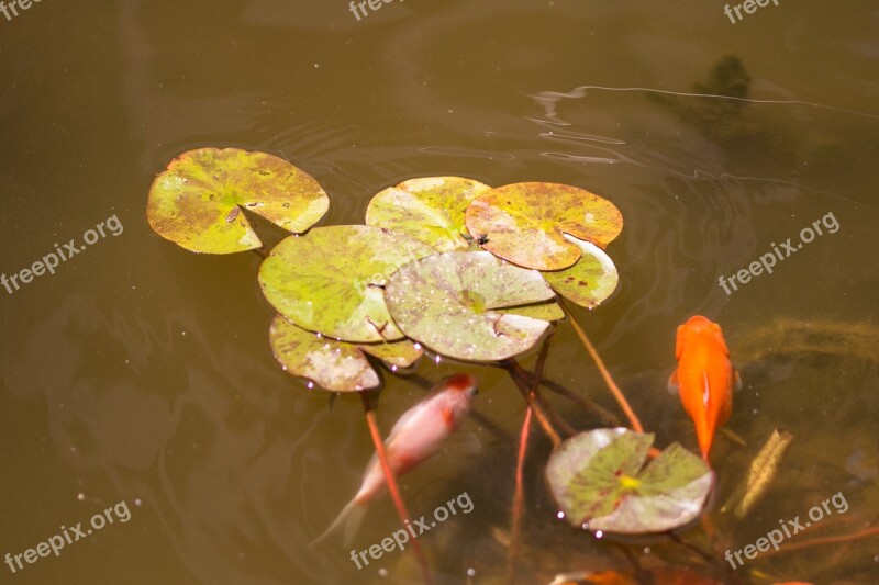 Fish Pond Water Lily Lake Koi