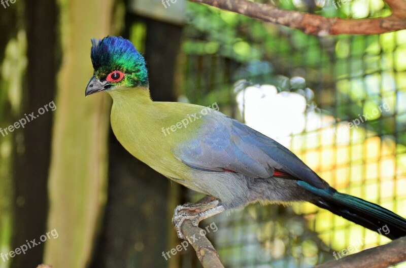 Bird Exotic Bird Green Bird Exotic Animal