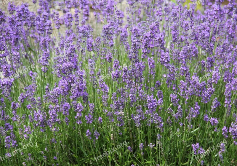 Lavender Violet Lavender Bedding Summer Flower Garden