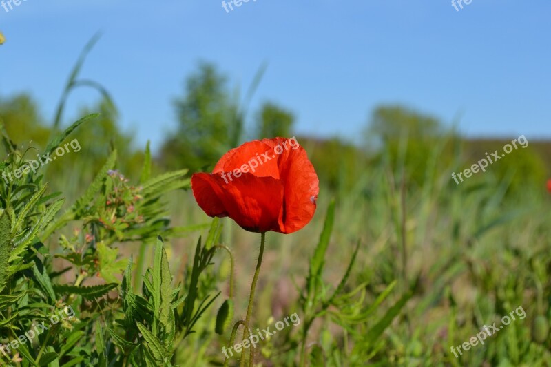 Poppy Flower Nature Spring Red