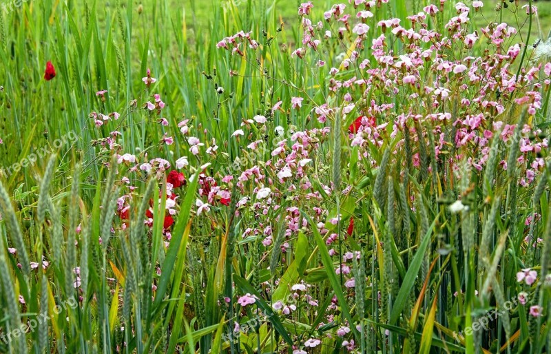 Summer Meadow Summer Summer Flowers Bloom Colorful