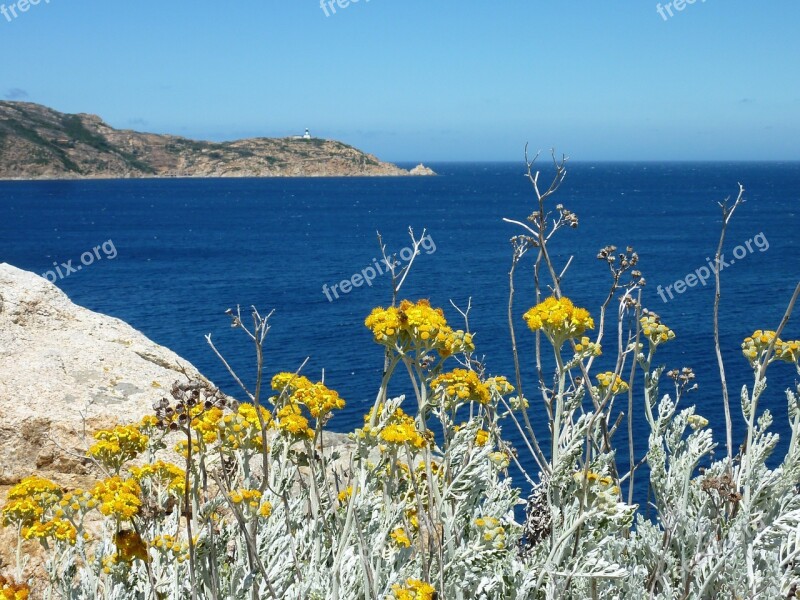 Wild Flowers Yellow Sea Yellow Flower Drywall