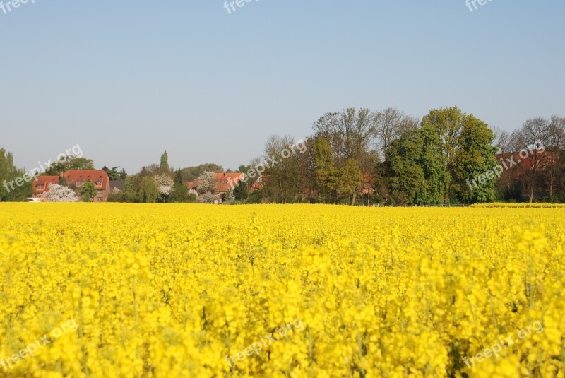 Plant Rapeseed Yellow Field Agricultural