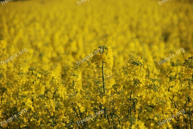 Plant Rapeseed Yellow Field Agricultural