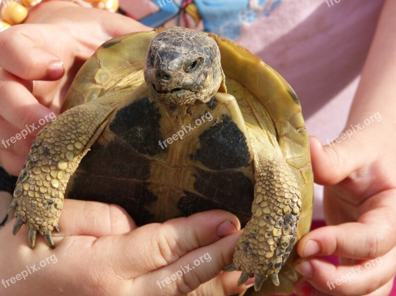 Mediterranean Tortoise Child Hands Nature Wild Life