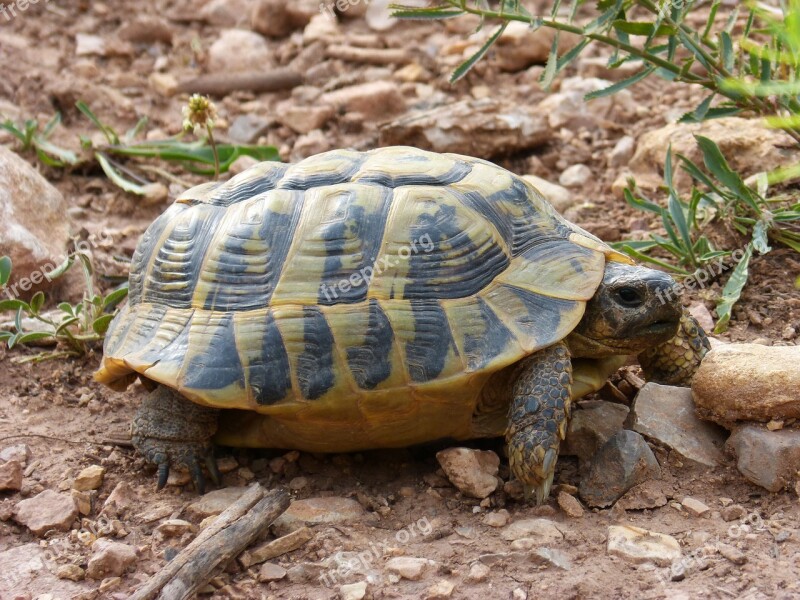 Turtle Mediterranean Tortoise Land Turtle Priorat Montsant