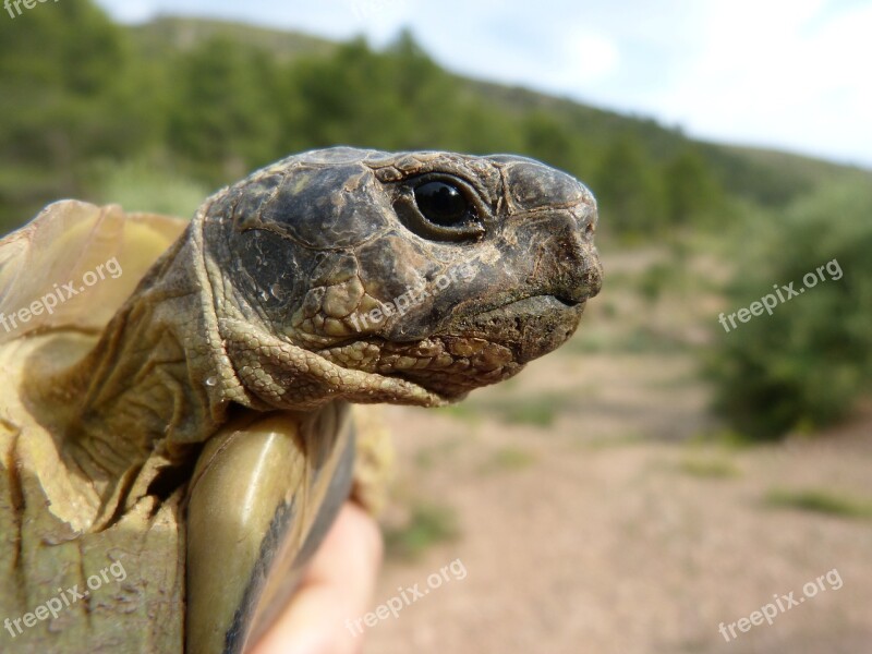 Mediterranean Tortoise Look Priorat Montsant Detail