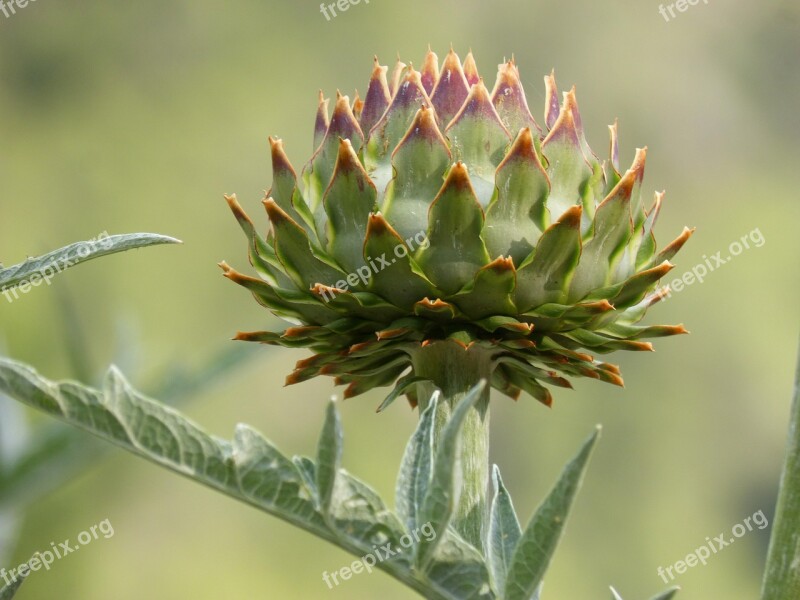 Artichoke Plant Architecture Plant Geometry Free Photos