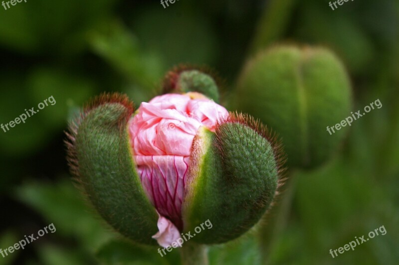 Bud Klatschmohn Poppy Blossom Bloom