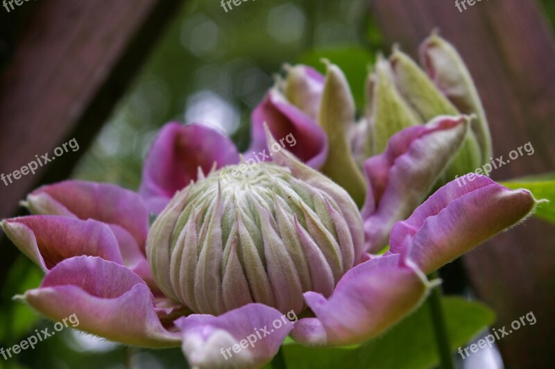 Clematis Bloom Flower Pink Ornamental Plant