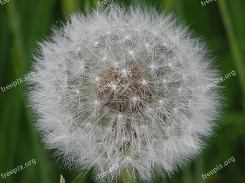 Dandelion White Slightly Summer Tender