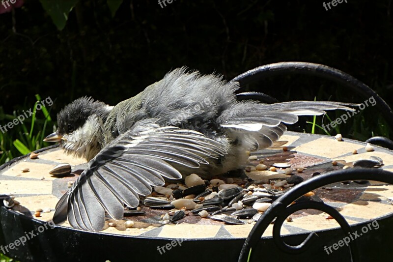 Tit Parus Major Bird Young Sun