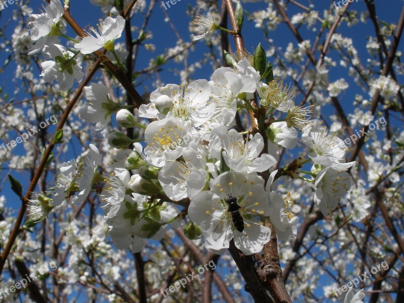 Blossom Flower White Fruit White Flower