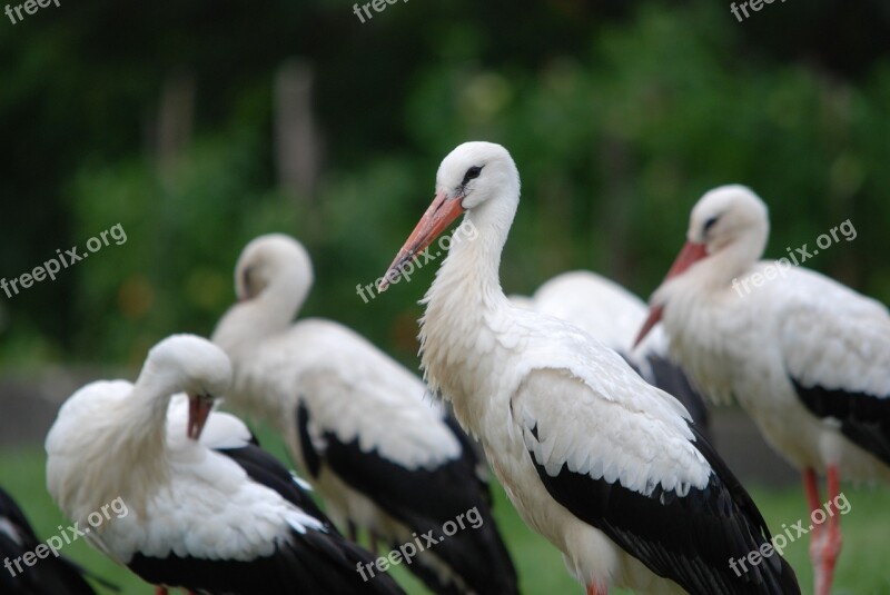 Nature Bird Stork Black White