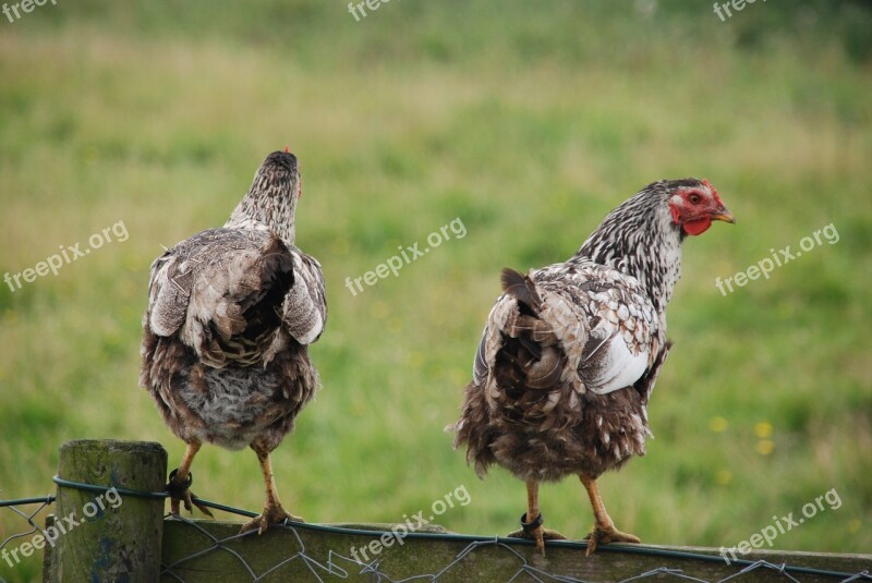 Nature Bird Chicken Them Grass