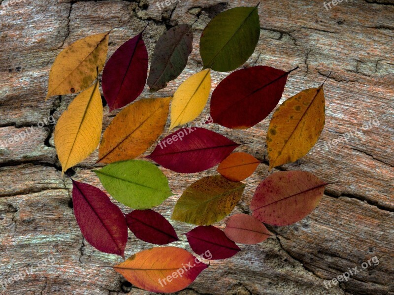 Leaves Composition Color Wood Background Arrangement