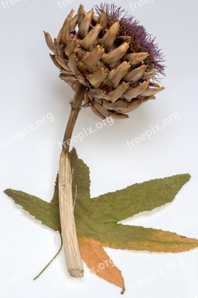 Thistle Dry Leaf Amber Tree Free Photos