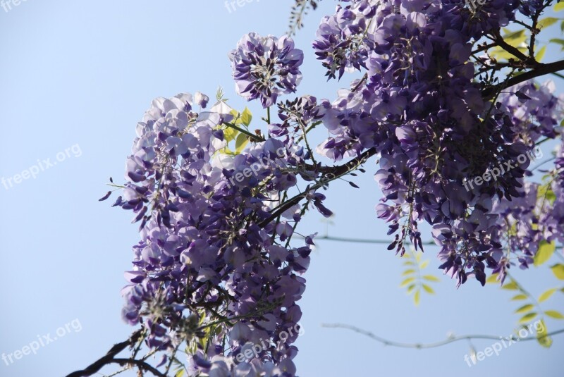 Nature Plant Blue Blue Rain Wisteria