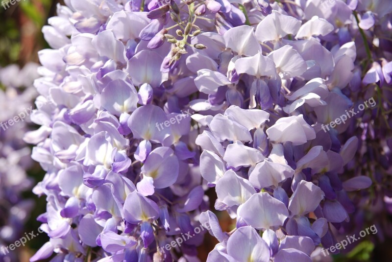 Nature Plant Blue Blue Rain Wisteria