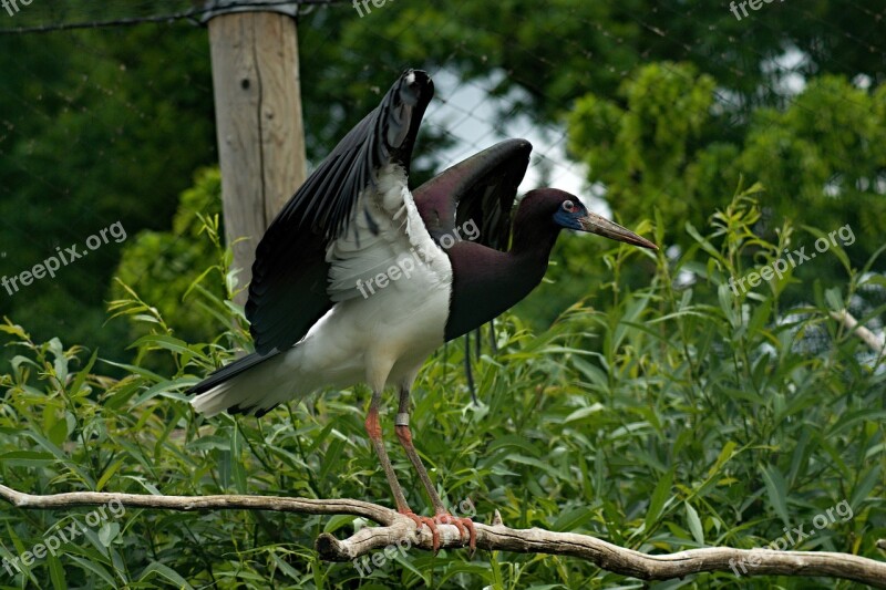 Zoo Zoo Enclosure The Zoological Garden Bird Animal