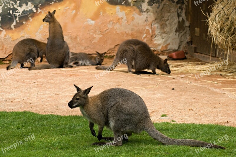 Kangaroo Kangaroos Zoo The Zoological Garden Deep N