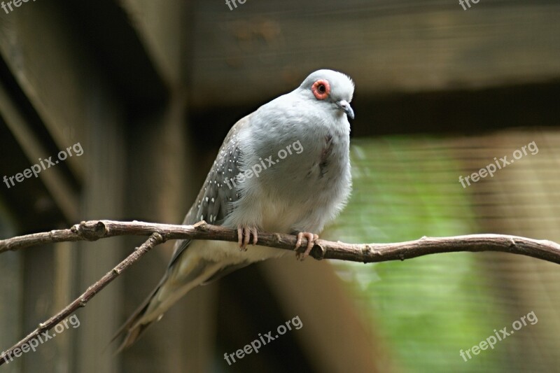 Diamond Dove Zoo The Zoological Garden Deep N Vltavou