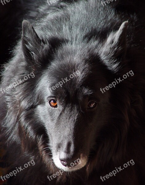 Dog Reflection Old Wise Belgian