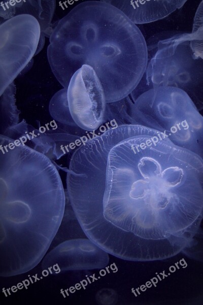 Jellyfish Aquarium Blue Underwater Sea Animal