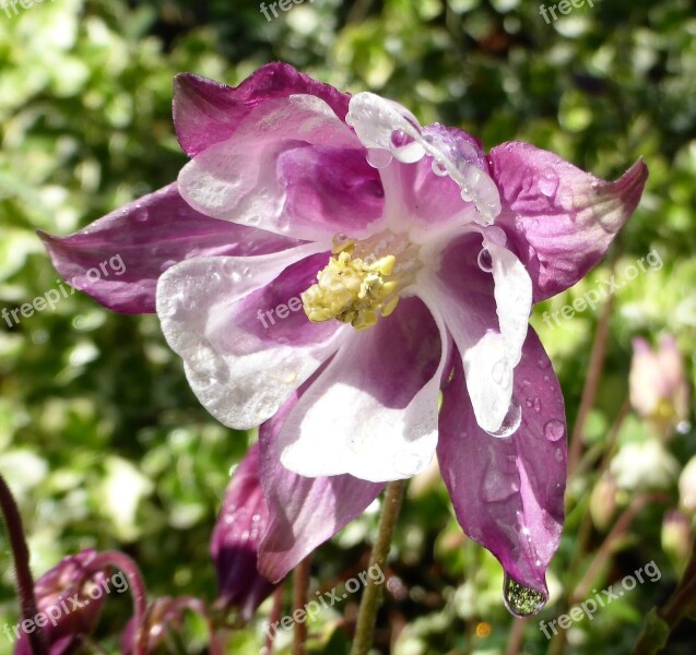 Granny's Bonnet Spring Plant Blooming