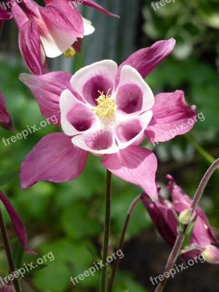 Grannies Bonnet Aquilegia Purple Flower Spring