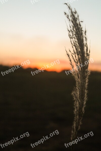 Sunset Twilight Brazil Eventide Vegetation